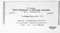 Microbotryum bistortarum image